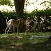 海の生き物に例えるなら