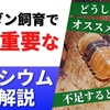 【ワラダン飼育の肝】カルシウムの重要性とオススメの与え方を紹介します