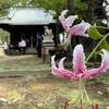 王子神社のカノコユリ