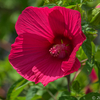D850 と望遠ズームでフォトウォーク　主に花編