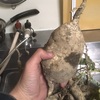 エレクトロニックハラスメントに、ミネラルで対抗。カイアポで、どんだけどうか？