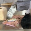 しろごまあん873日目