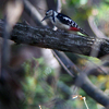 赤啄木鳥（アカゲラ）♀