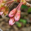 サクランボの花とメジロとヒヨドリ　2025