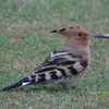 Common Hoopoe ヤツガシラ (インドの鳥その13)