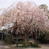 今年も桜開花！東京の寺町、谷中で春を愛でてみませんか？