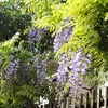 朝は晴れ午後は俄に藤の雨