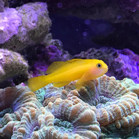 死んでしまった２匹のキイロサンゴハゼ 残る１匹は何とか飼育出来ている クマノミから始めた海水魚飼育