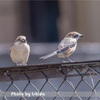 今日の野鳥　モズ