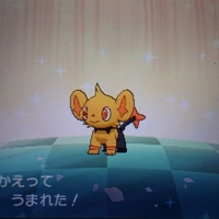 色違い 国際孵化進化 レントラー Usum キロの色違いポケモン図鑑ブログ 色違い 国際孵化進化 レントラー Usum キロの色違いポケモン図鑑ブログ