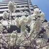 空は霞んでも、桜は咲く