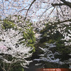 豊国廟・石段下の桜