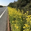 大西？or 春一番？なぜ館山は花粉が多い？