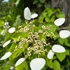 ５月鎌倉大巧寺（おんめ様）の花　　八幡通側の門の手前にはツツジがそしてフェンスに這わせてあるテイカカズラの花は満開．余り見かけない花としてはコバノズイナ，コボウズオトギリとイワフジ．ホタルブクロには季節を感じます．ヤマアジサイはしっかり開花していました．同じアジサイ属のイワガラミ，リウツギ．そしてお隣の本覚寺では，センダン（オウチ）が満開．まかがよふ光りのなかに紫陽花の玉のむらさきひややかに澄む　太田水穂　　羽根そよがせ雀楝の枝に居り涼しくやあらむその花かげは　北原白秋