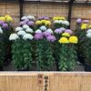 「第８０回鴨島大菊人形」「第８９回四国菊花品評会」に行ってきました。
