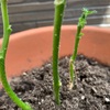 オクラの茎、葉っぱに、透明のつぶつぶ、卵？