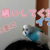 飼い主に毛繕いしてくれるセキセイインコ