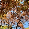 🍁小石川植物園の紅葉が見頃になりました😊