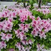 我孫子市白山のツツジ