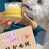愛犬ぽー、3歳の誕生日おめでとう♡