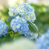 【文京区】白山公園（白山神社となり）の紫陽花が開花しました