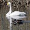 目に傷のコハクチョウが飛来　四日市へ８カ月ぶりに戻る（三重県）