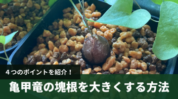 実生亀甲竜の塊根を大きくする４つのポイントをご紹介！【生育ガイド】