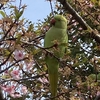 今年もまたアノ鳥が！