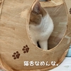 雨田甘夏、不得手です。【猫とお怪我と安全確保事情】