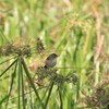 タイワンセッカ(Golden-headed Cisticola)