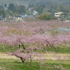 【桑折お散歩録】桃の開花状況と半田山