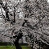 桜雨