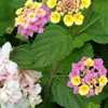 目を覚ます　紫陽花ベビー　梅雨の前