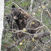 Lil Black Bear Cub