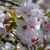 さまざまな桜「高砂（タカサゴ）」