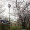 桜雨散りつつ憂う今日の空