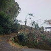 廃屋の竹を切る