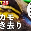 0726【カルガモ親子置き去り義母】捕食練習ハクセキレイ。カワセミオスメス。サイコパス【今日撮り野鳥動画まとめ】身近な生き物語