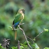 ウロコメキシコインコ(Maroon-bellied Parakeet)