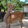 奈良公園