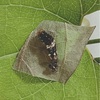 アゲハチョウ　幼虫の脱皮