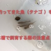 釣ってきた魚（タナゴ ）を水槽で飼育する際の注意点と導入方法！