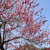 青梅市梅の公園♪（その２・東京都青梅市梅郷）