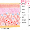 肌の構造とスキンケアのあり方①