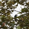 Plate-billed Mountain-Toucan イタハシヤマオオハシ
