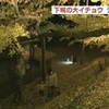 暗闇に浮かび上がる大イチョウ【熊本】