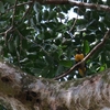 キムネムクドリ Golden Myna