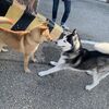 香港西環にある海沿いのプロムナード、中西區海濱長廊でうにくん大暴れ！