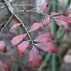 ニシキギの紅葉　歳末玉手箱　飛ぶツツドリ