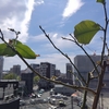 おうち菜園　成長記録2026